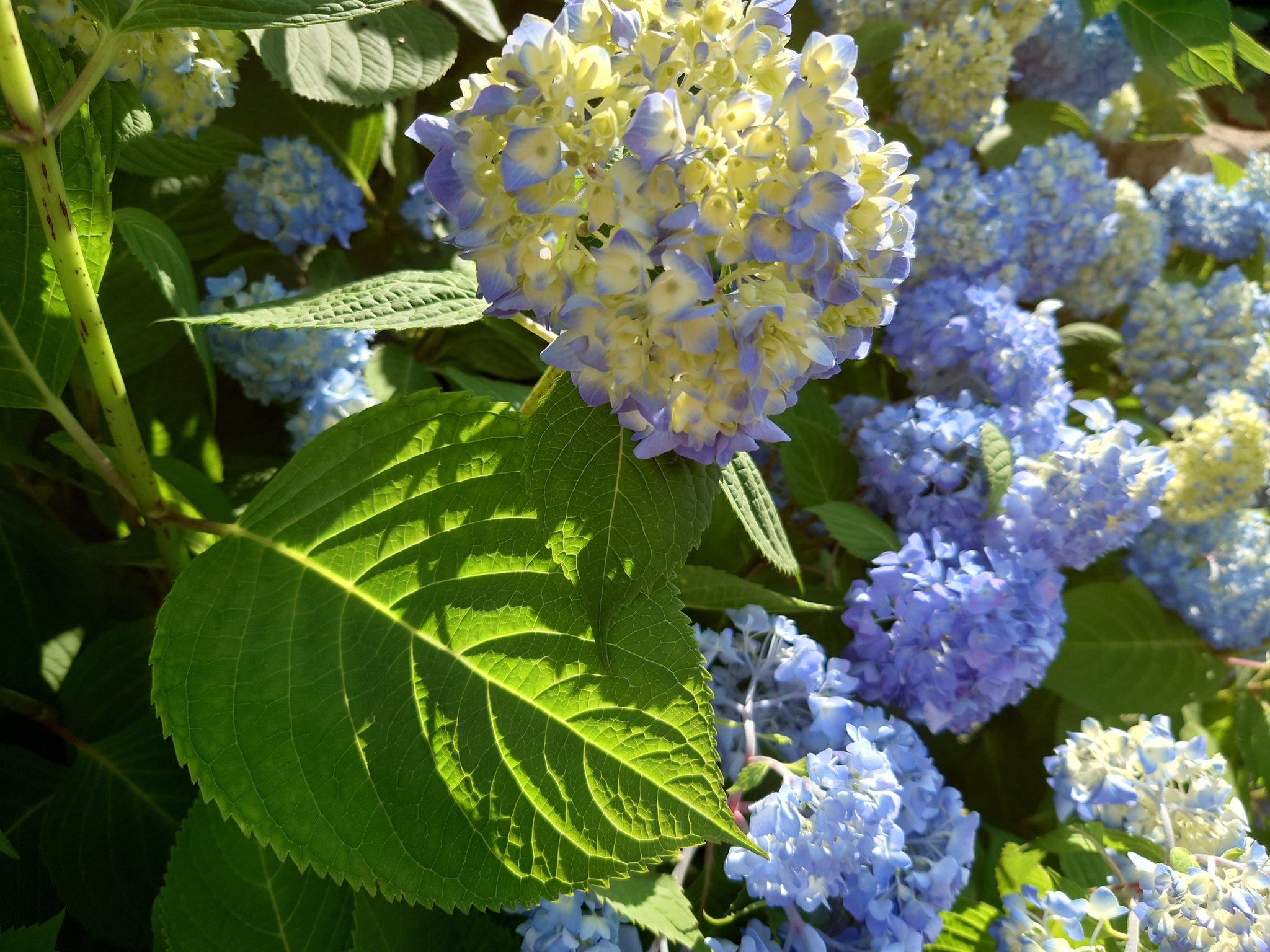 تويتر Komo على تويتر 紫陽花 は 花 だけでなく 葉っぱ も 好きですよ Komo Green Komo Flower T Co Gyxbjyl9rt