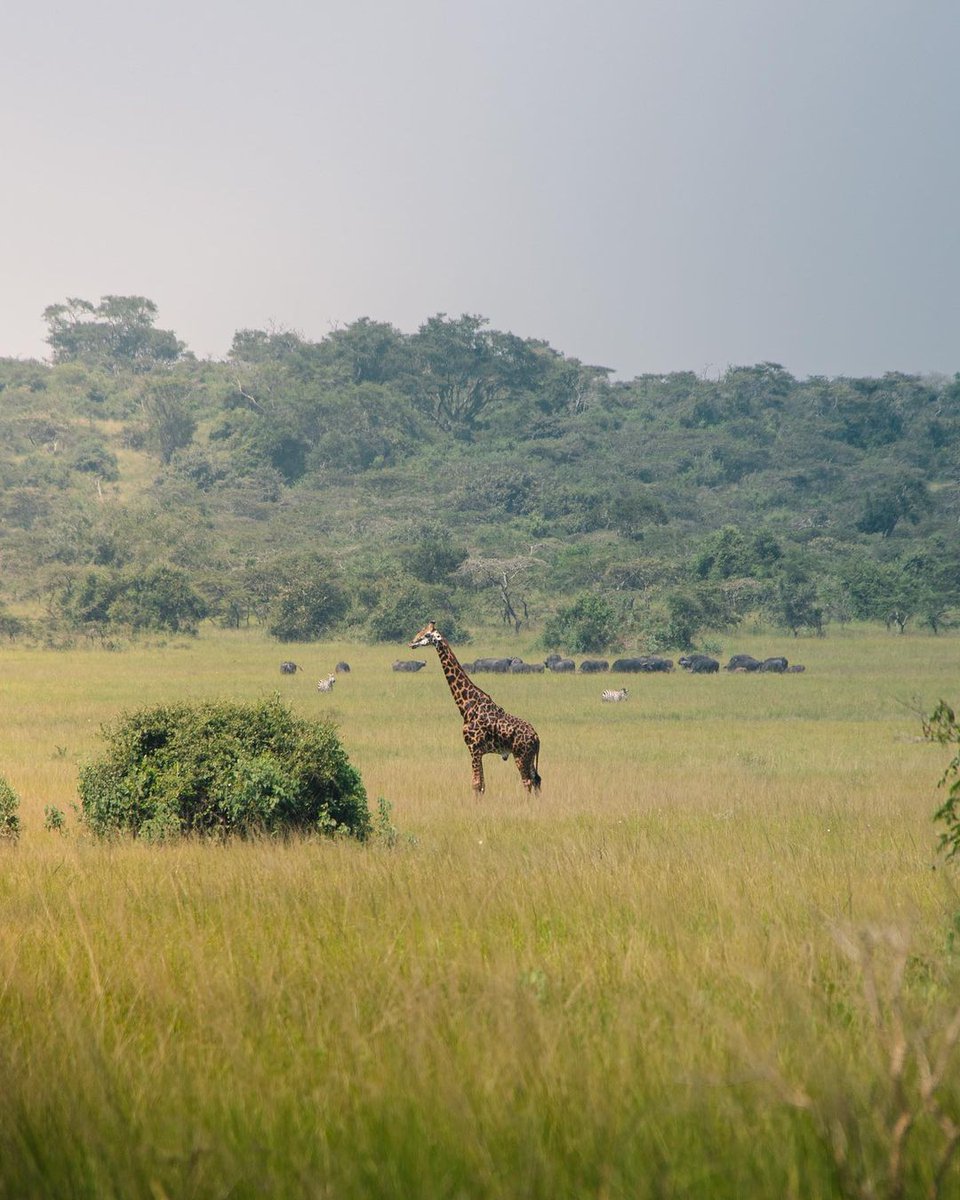 nshutida05's tweet photo. @visitrwanda_now @theBAL @ferwabaRW @Rwanda_Sports #VisitRwanda #theBAL #Gameon22
Akagera National Park and Volcanoes National Park. https://t.co/HjgforQR68