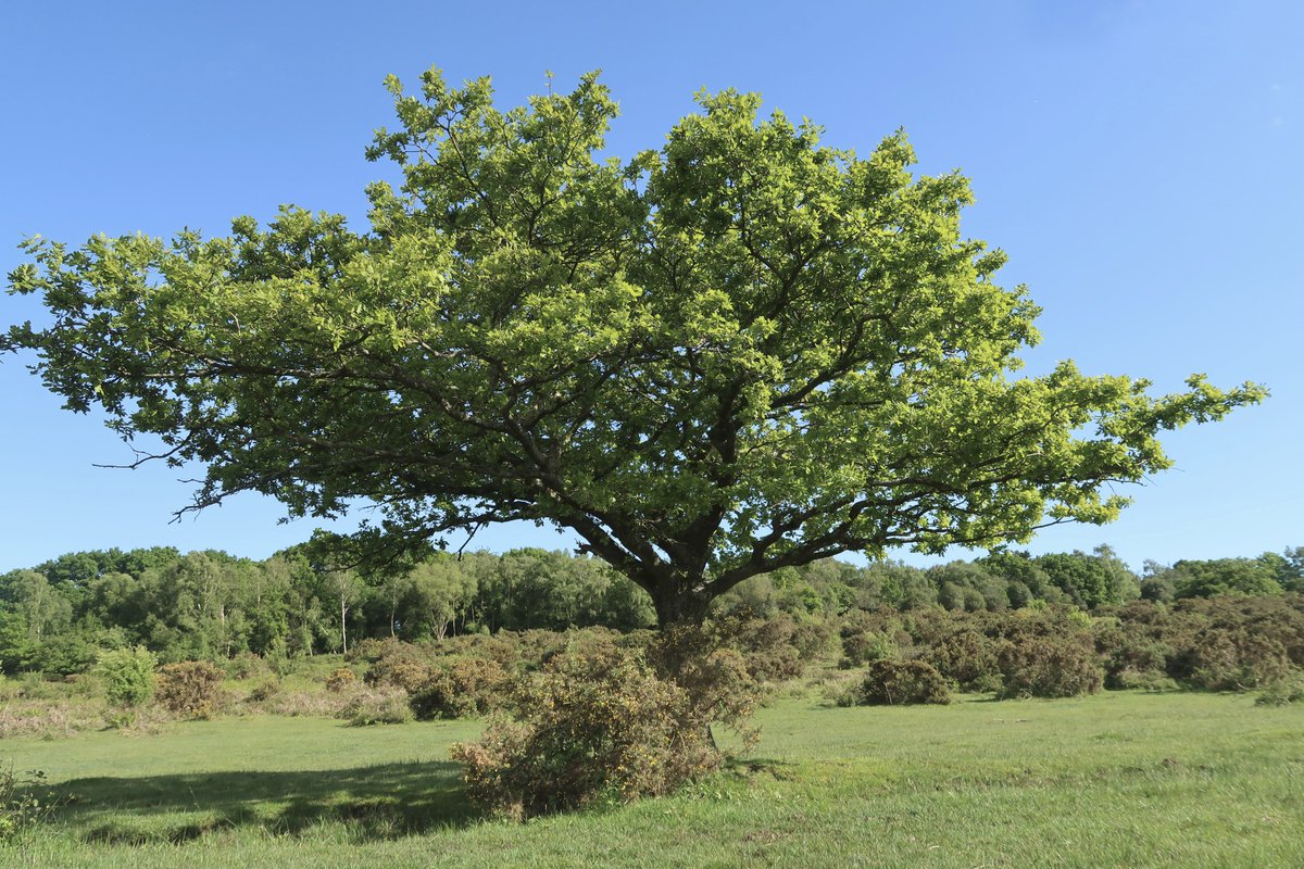 Another few snaps local to <a href="/LittleCottageNF/">Little Cottage</a> in mixed cloud and sun: group of mares (stallions are out), a carnivorous sundew plant, heath speedwell flowers and the Lonely Oak near Boundway on the open forest.