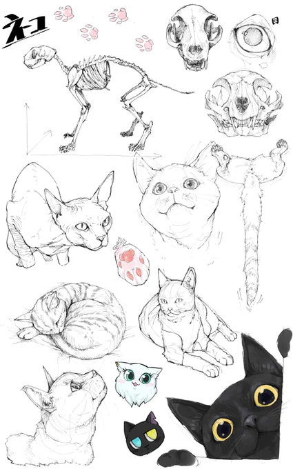 猫観察
 #絵描きさんと繫がりたい 