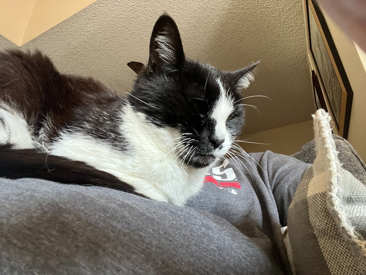 ballothecat's tweet photo. Good morning everybody #BellyTime https://t.co/FKds2iEA4P