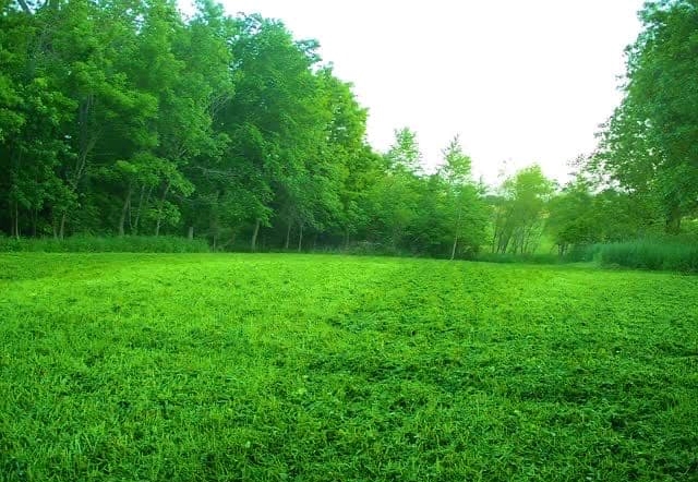 Whitetail Wednesday! Brandon gave this Clover plot a nice haircut.