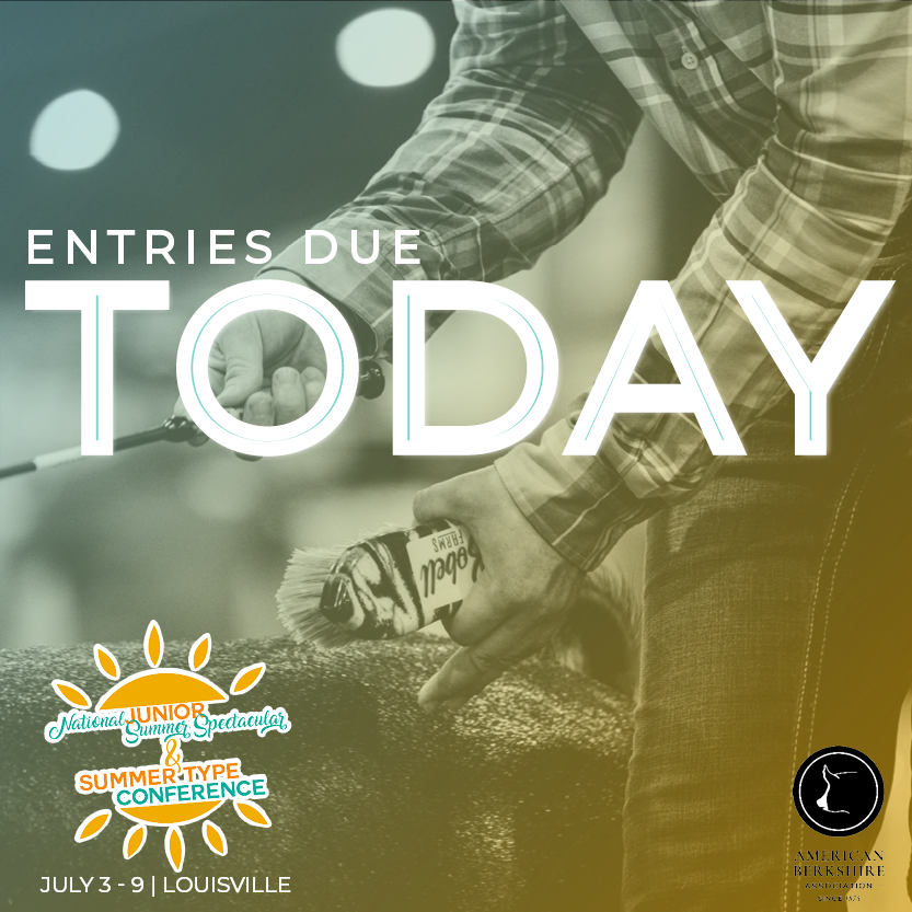 Last call for STC entries!! 🚨
Join the ABA, NSR and NJSA in Louisville, Kentucky July 3-9 for a national junior show, and open show and sale. Kevin Wendt will be sorting through the open Berkshire show. Don't miss it! 

Enter online at: americanberkshire.com/summer-type-co…

#AmericanBerk