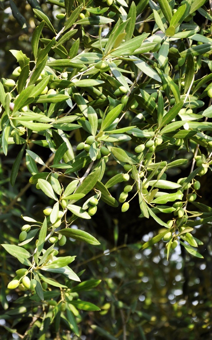 ¡Qué hartazgo las varetas, ya están aquí un año más! 🤦🏻‍♂️

Agricultores de olivar, tenemos la solución y se llama Glisompa Plus 🌳 

Obtén la máxima eficacia para el control de rebrotes y malas hierbas resistentes.

#Probelte #agricultura #cultivos #innovación #biotecnologia
