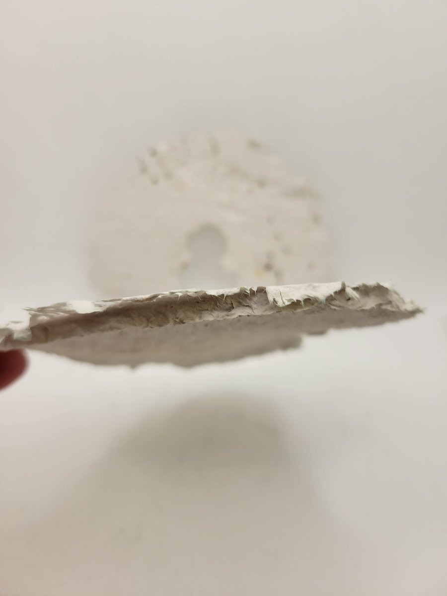 arrowSTEMlab's tweet photo. My third graders recycled the paper at our school into NEW PAPER!  We added seeds into the paper to go with our plant unit and to give us the ability to recycle the paper AGAIN, but then our paper sprouted! 🌱 I love how this turned into such a learning experience for me too. https://t.co/25cjimvCFt