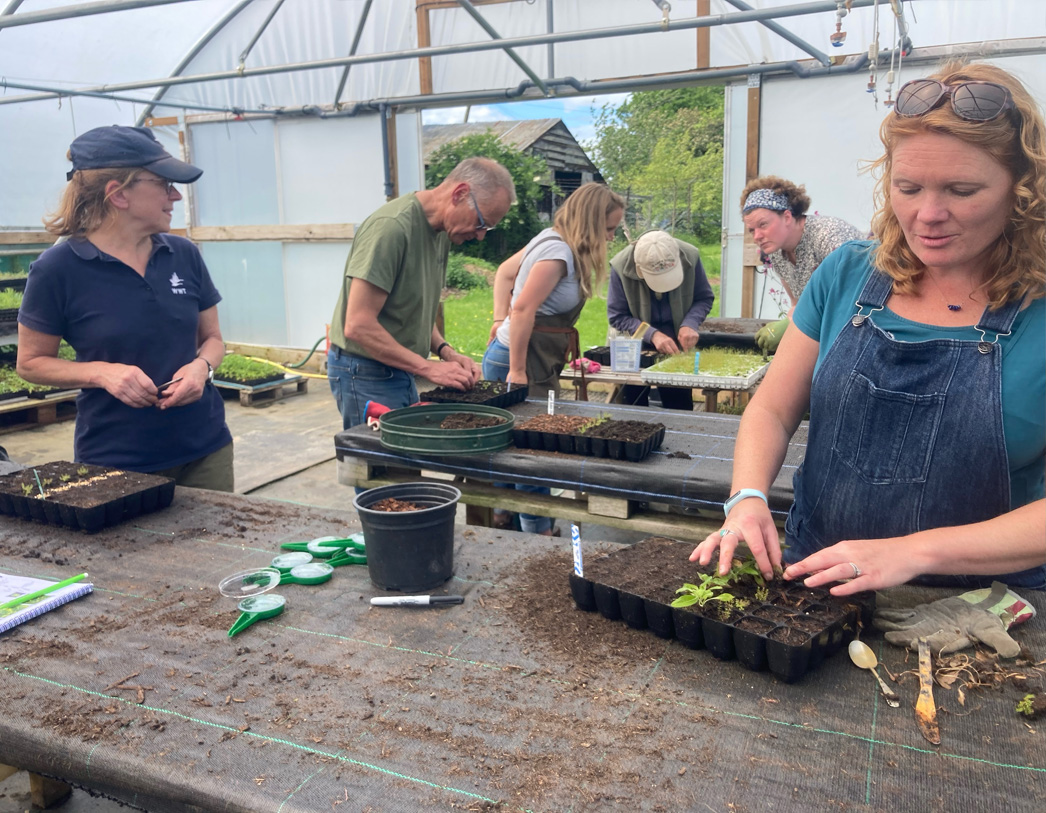 EdenProject's tweet photo. Our National Wildflower Centre is running wildflower workshops with @EHwildflowers as part of @WWTworldwide’s flourishing floodplains project 🌼
 
Here are some of the volunteers from local community groups learning the tricks of the trade for growing wildflower plug plants 🌱 https://t.co/zfACP1ZsvC