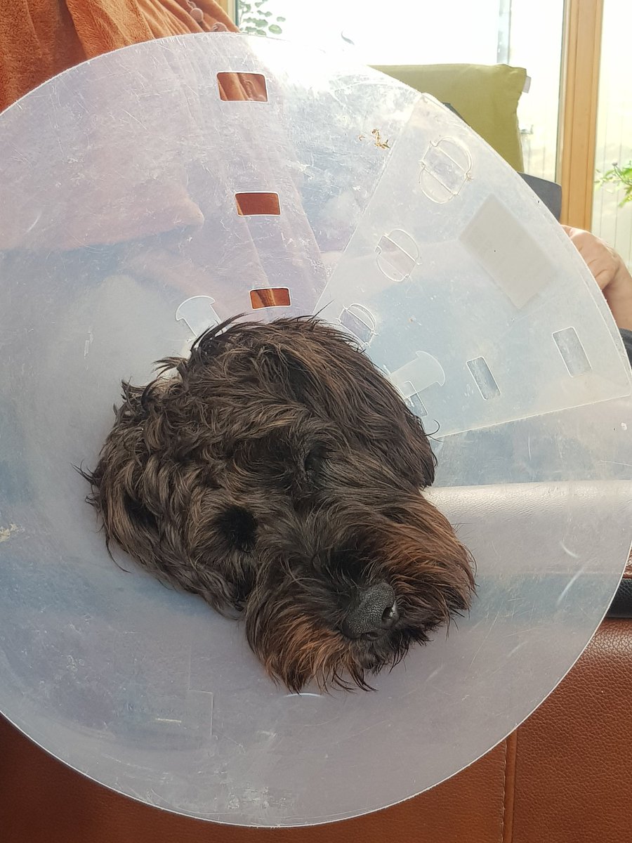 JohannaW32's tweet photo. @bunsenbernerbmd Only another 2 days of wearing this monstrosity! ...and I'll be back to normal❤ https://t.co/aLFnkpcLON