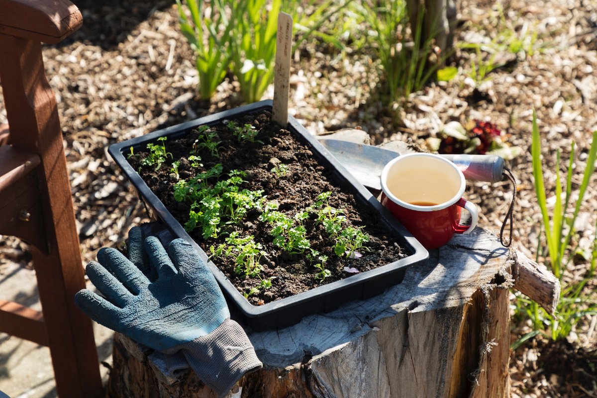 Get started on a beautiful #homegarden with these #gardeningtips.  cpix.me/a/143806465