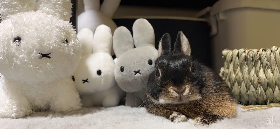 友達に寄りかかるちょこ🐰💛