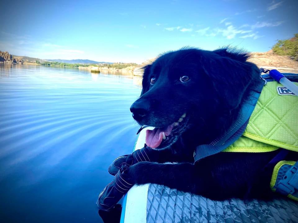 azgfd's tweet image. #RockTheFloat! All watercraft must have at least one wearable life jacket that is @uscoastguard-approved &amp;amp; the proper size for each person. Dogs aren’t required to wear life jackets, but it does keep them safe - and it sure looks cute! 😆 #SafeBoatingWeek
🐶 📸 : Teresa Sanders