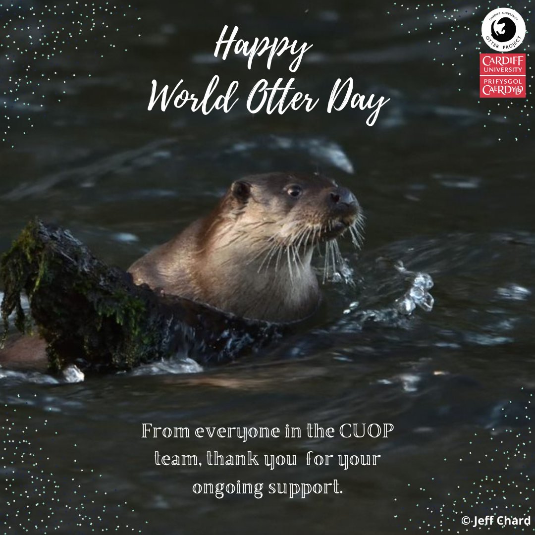 Happy #WorldOtterDay! Did you know there are 13 species of otter across the world? Our #research on the Eurasian otter (Lutra lutra) in Britain is part of a much broader picture in #otter #conservation. We hope you appreciate these magnificent #mammals as much as we do.