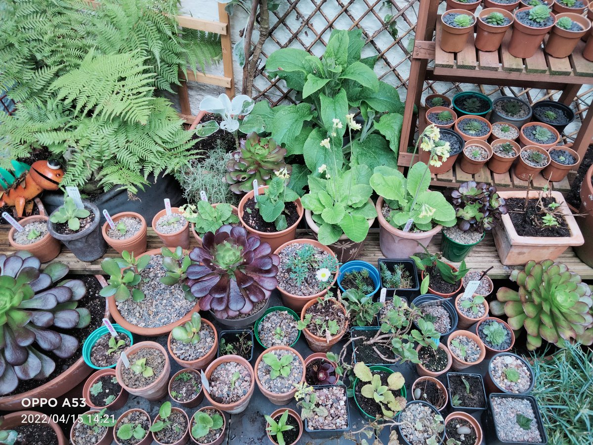 theyardeners's tweet photo. @susankey_key Just to have that much indoor space would be amazing... We have more plants then we know what to do with! 💐🌸💮🏵🌹🥀🌺🌻⚘🌱🌵🌿☘🍀🍂🍃 #gardening
#theyardeners #spring #spaceistheplace #gardenersworld https://t.co/dBMw1REJB9