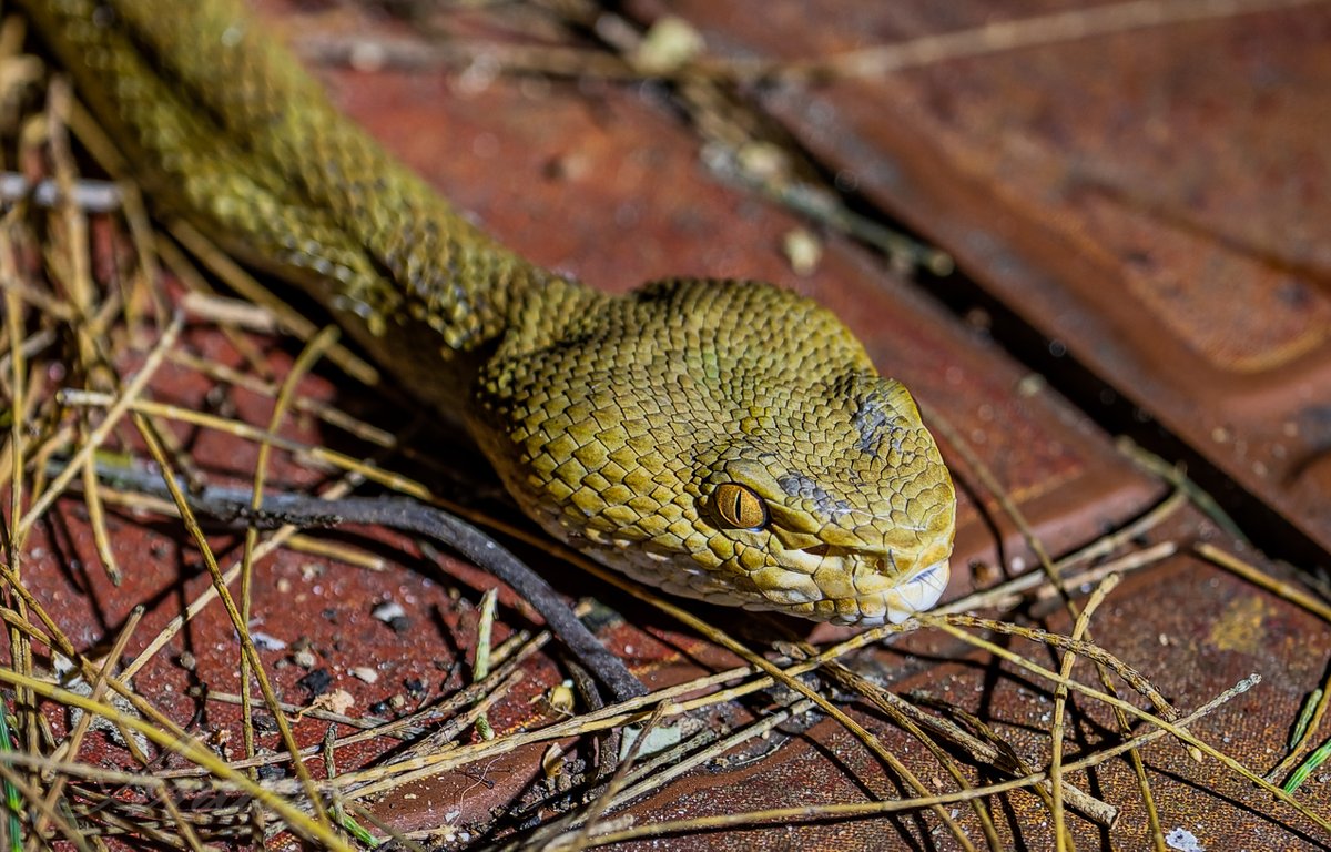 Anant_Shuklas's tweet photo. Andaman Pit Viper, in front of my room...
#reptile #snake #snakes #pythons #boas #colubrids #reptiles #herplife #herpetology #geckos #wildlife #nature #scales #wildlifephotography #naturephotography #reptile #TwitterNatureCommunity #BBCWildlifePOTD #ThePhotoHour https://t.co/306JlYjLZB