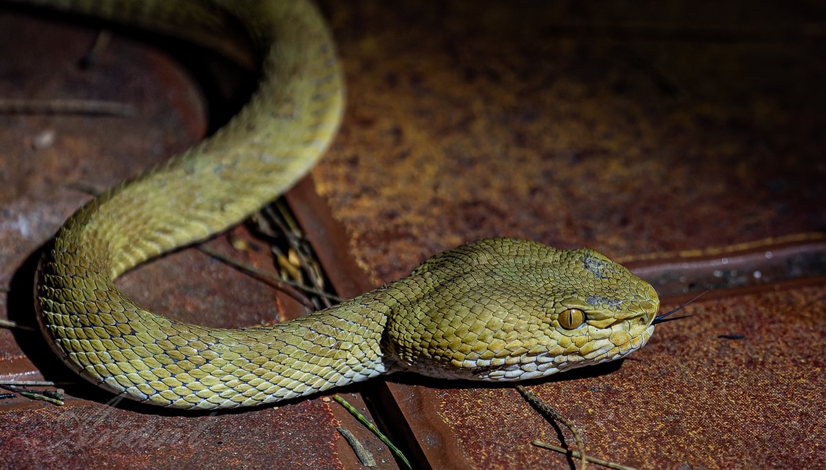 Anant_Shuklas's tweet photo. Andaman Pit Viper, in front of my room...
#reptile #snake #snakes #pythons #boas #colubrids #reptiles #herplife #herpetology #geckos #wildlife #nature #scales #wildlifephotography #naturephotography #reptile #TwitterNatureCommunity #BBCWildlifePOTD #ThePhotoHour https://t.co/FP0AkSa899