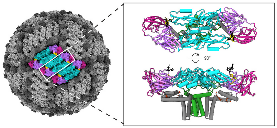 Another day another virus! empiar.org/EMPIAR-11014 shows the single-particle reconstruction of Tick-borne encephalitis virus by the Butcher lab <a href="/helsinkiuni/">University of Helsinki</a> and published in <a href="/VirusesMDPI/">Viruses MDPI</a> (doi.org/10.3390/v14040…). #EMPIAR #FromHelsinkiWithLove #VirusMania #TBE