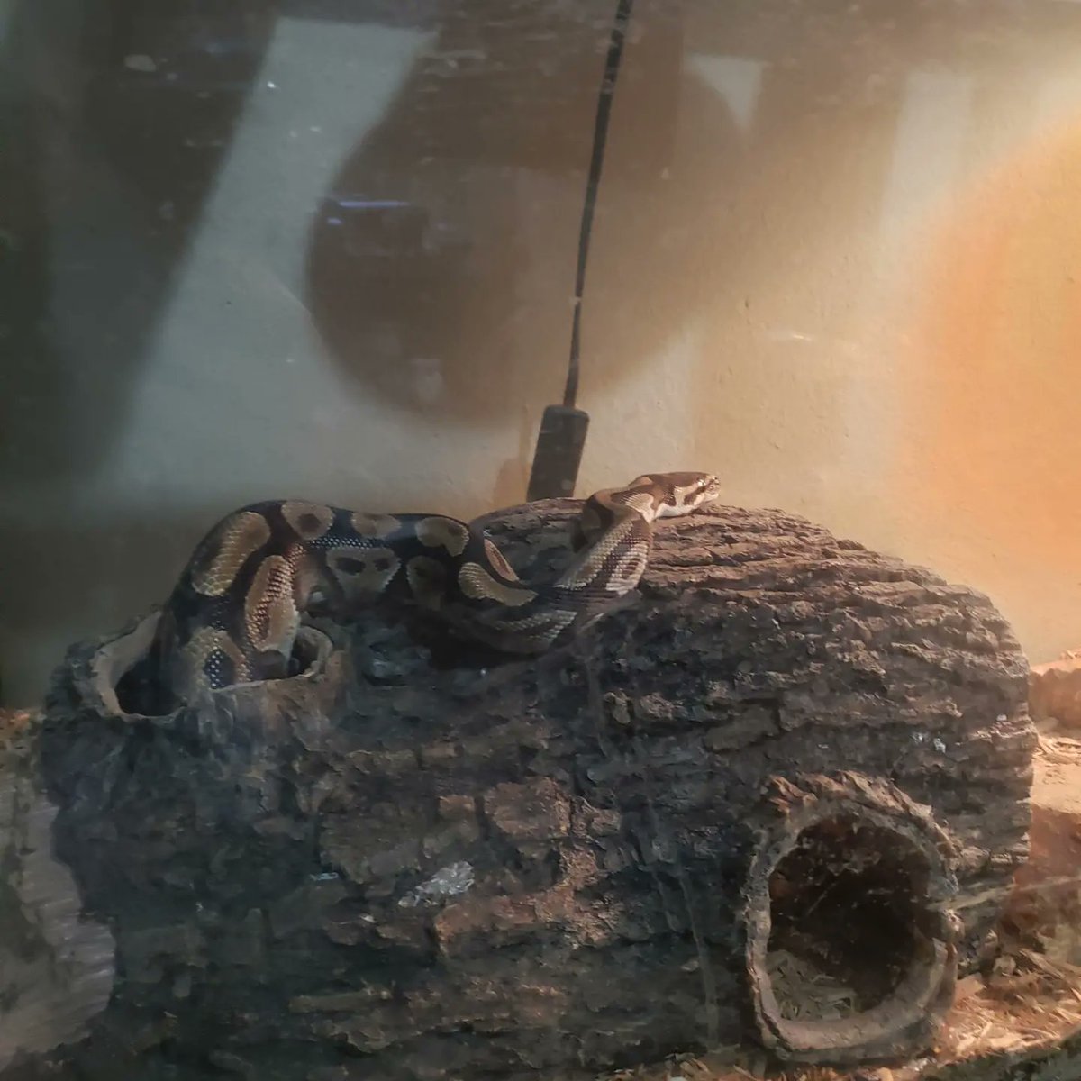 AlanCloud4's tweet photo. Idk why but I find it funny that Fluffy is partly in and partly out of his hide lol https://t.co/35nrGm2sqi