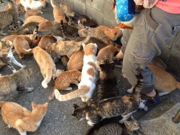 ameliamanning51's tweet photo. 我宣布要当喵喵神教教主 #CatsOfTwitter https://t.co/bhSbAPMrKt