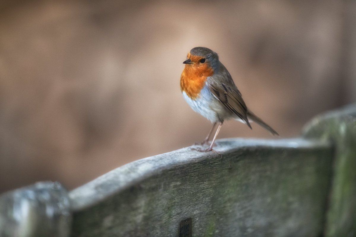 A penny for them Bobbin?