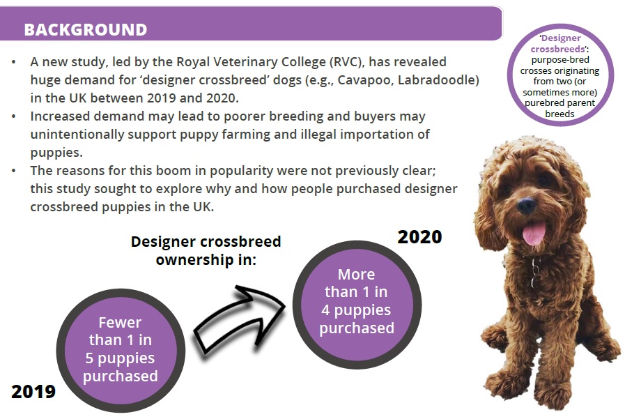 VetCompass's tweet photo. 📢Infographic summarising a new study on the huge demand for designer crossbreed dogs in the UK during 2019-20 @DogsbodyRVC @UFAW_1926 @AWF_VETS 

The full infographic can be accessed here 👉
https://t.co/lbvttX9QL5 https://t.co/22clX5OWDV