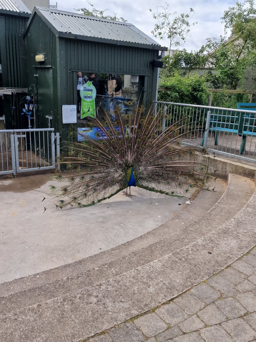 SuzanneMcV's tweet photo. Students in St. Gabriel's class have spent the last term studying the role of Zoos. They had the opportunity to visit @DublinZoo today and great fun was had by all! @staidanscs https://t.co/9WDBnSgFey