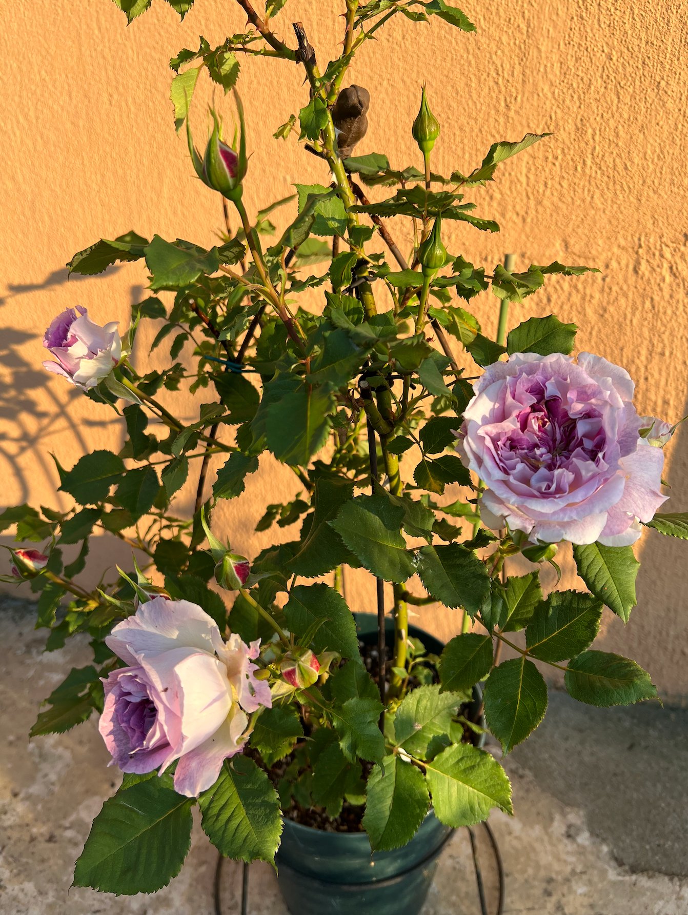 薔薇の記録しずく ロサオリエンティス Rosaorientis バラの家 Andreeve メイアン Meilland デルバール Delbard ドリュ Dorieux ギヨー Guyot デビッドオースチン Davidaustin コルデス Koroes タンタウ Rosentantau 河本バラ園 京成バラ