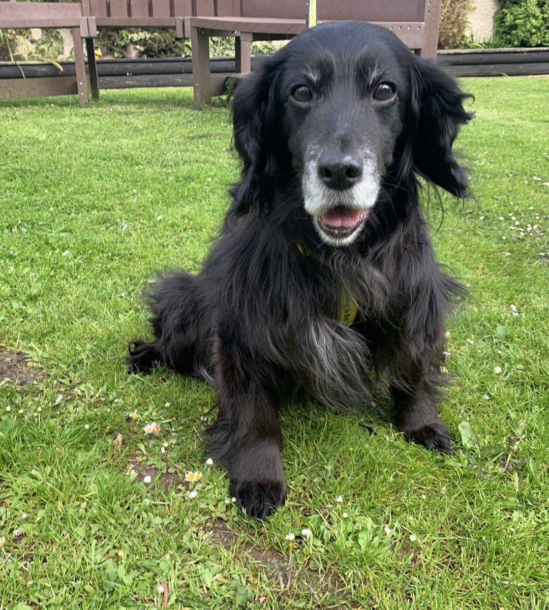 DogsTrust West Calder (Edinburgh) (@dt_westcalder) on Twitter photo Meet Lucy๐ถLucy is a 15-year-old cocker spaniel who despite her age enjoys walks and playing with toys ๐งธLucy loves to carry a teddy in her mouth and loves cuddles from everyone she meets ๐ฅฐ Lucy is still looking for her forever home ๐พ <a href="/DogsTrust/">Dogs Trust ๐๐ถ</a> #iminfoster #AdoptDontShop Meet Lucy๐ถLucy is a 15-year-old cocker spaniel who despite her age enjoys walks and playing with toys ๐งธLucy loves to carry a teddy in her mouth and loves cuddles from everyone she meets ๐ฅฐ Lucy is still looking for her forever home ๐พ <a href="/DogsTrust/">Dogs Trust ๐๐ถ</a> #iminfoster #AdoptDontShop