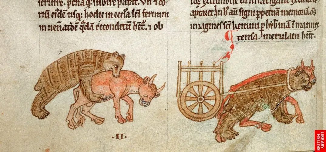 Medieval_Badger's tweet photo. Poor unsuspecting bear cheerfully munches one of the oxen pulling cart carrying St Firman's body. Firman's nephew (what a bully!) orders bear to be yoked to cart to help surviving ox pull it (British Library Royal 13 B VIII f. 20v) #BearHistory #AnimalMiracles https://t.co/J5apVkk6r1