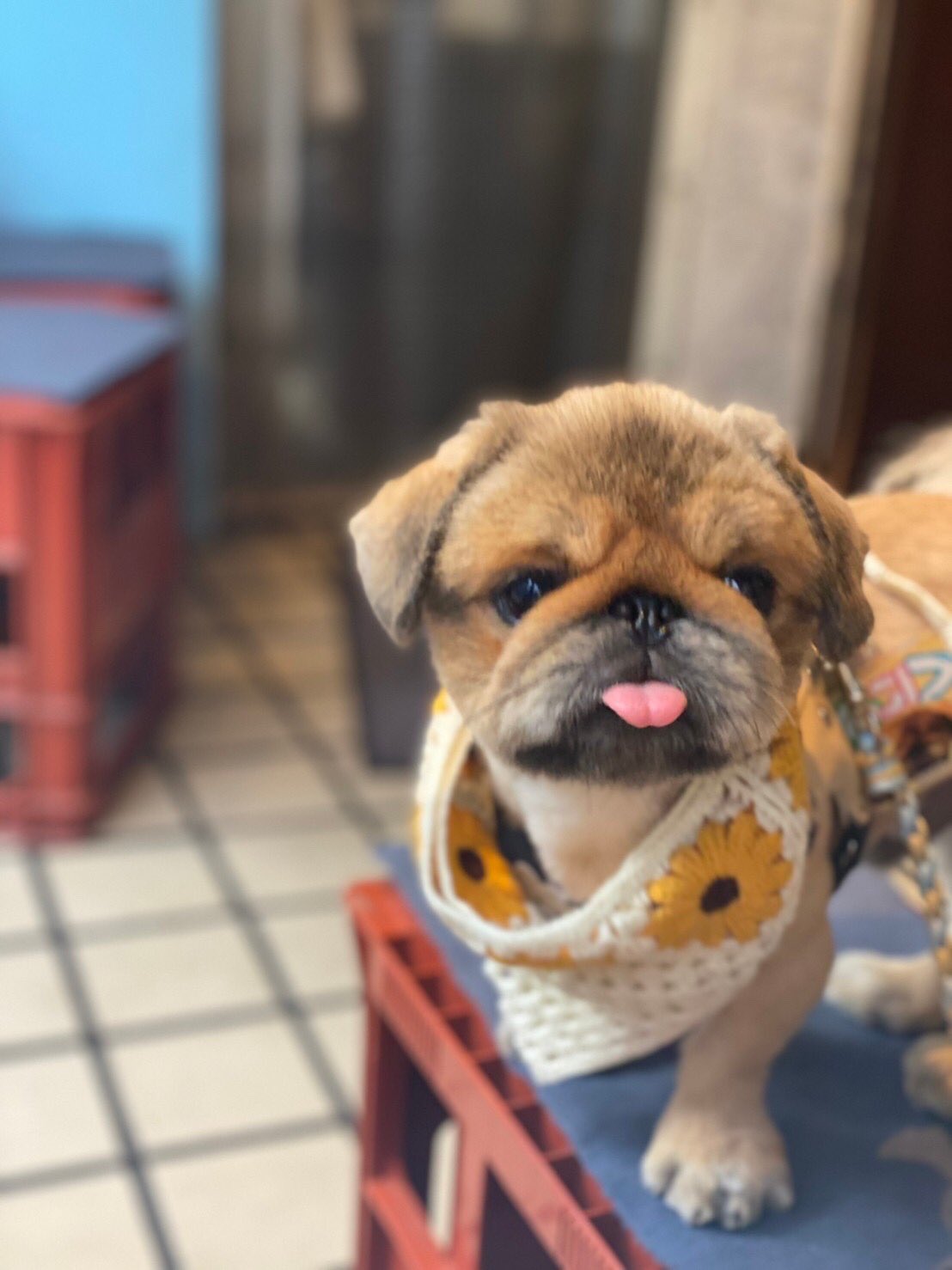 くにおとしずお メンチくんついにtwitterに登場したよ 最近飼い主にはミートボールって呼ばれてるよ ペキニーズ メンチカツ 犬好きさんと繋がりたい T Co Moxddzm73u Twitter