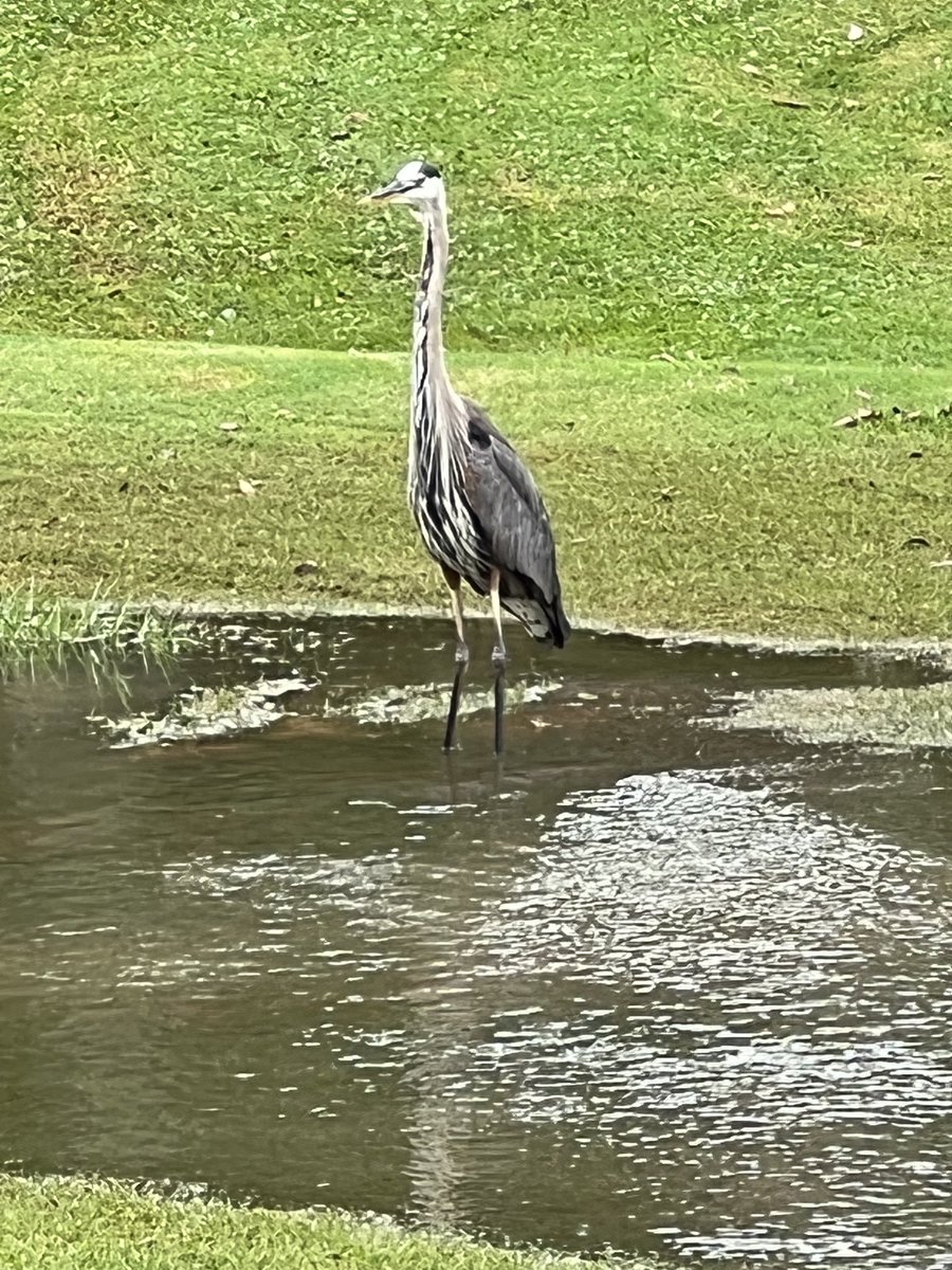 back9boys's tweet photo. Azalea course at Lakewood GC in Fairhope AL @RTJGolf @back9boys @back9boysgolf @ESPNCoastal @RSMUSLLP @MizunoGolfNA @clubcar @bridgestonegolf @LetsGolfTravel @GolfNewsNet #golfalabama https://t.co/qFbtn5BpFb