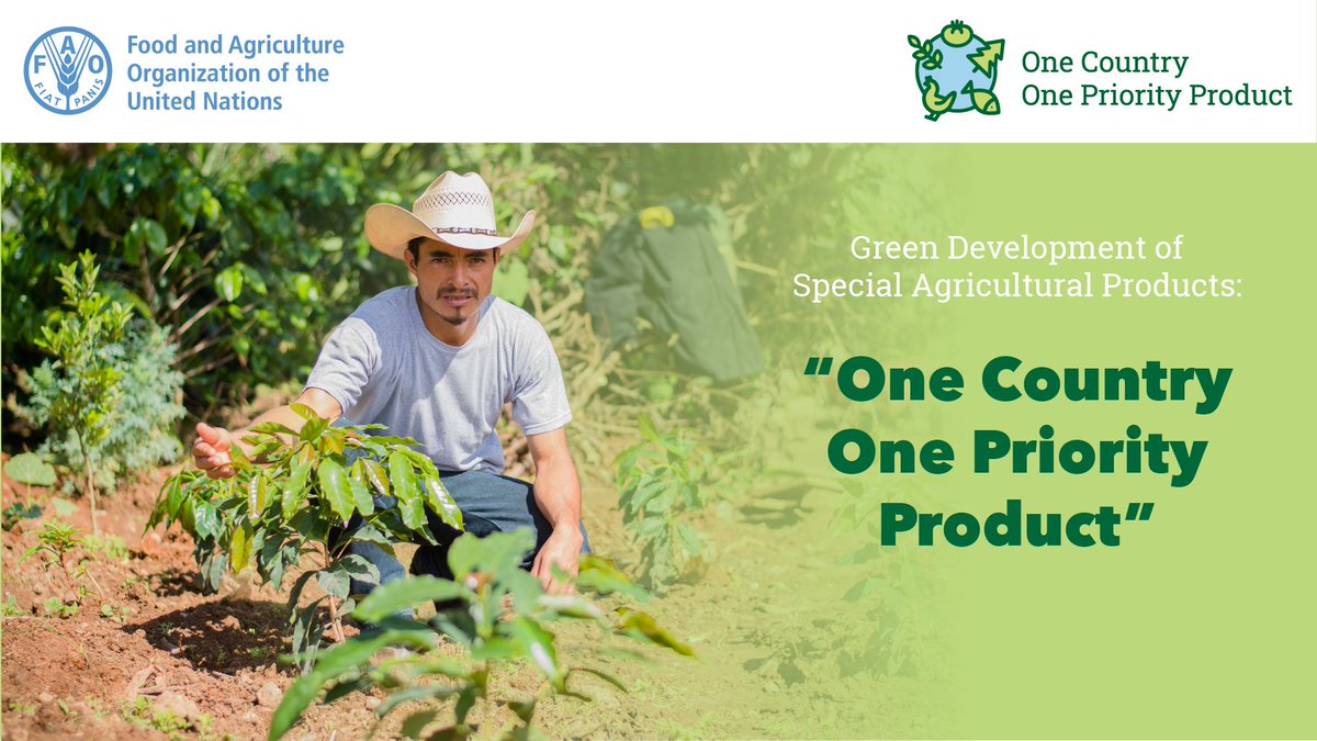 💡Latin America and the Caribbean join the Global Initiative #OneCountryOnePriorityProduct, launched by @FAO to promote unique agricultural products such as 
Cocoa🍫
Coffee ☕ h
Honey🍯
Amaranth🌱and 
Livestock🐄

More⬇
fao.org/americas/notic…