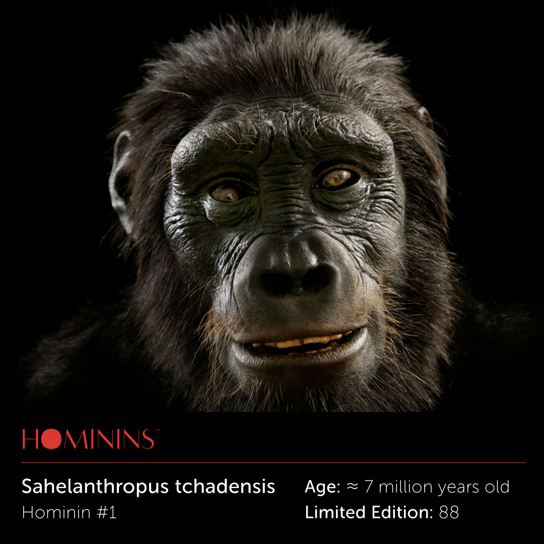 This is the oldest known hominin. Artist John Gurche implanted strands of bear hair individually with a special needle to give it a more realistic coat. linktr.ee/tidhnft
#tidhnft #tid  #hnft #historicalnft #hominins #johngurche #opensea #historicalart #nft #nftcollector
