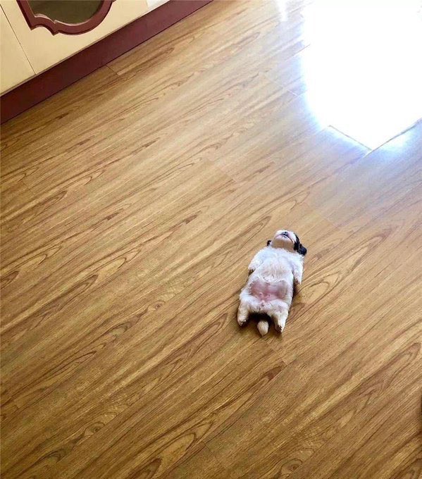 animalitostw_'s tweet photo. Mood https://t.co/MLGz9qNJQi