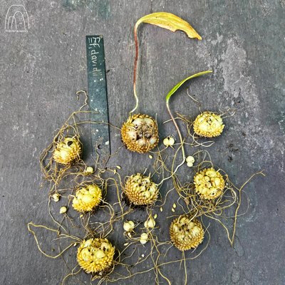 Frit_Icones's tweet photo. The window to re-pot Fritillaria davidii is very small as it is in root growth for 11 months of the year https://t.co/TNUPLC3RRu https://t.co/PSip0SN8EX