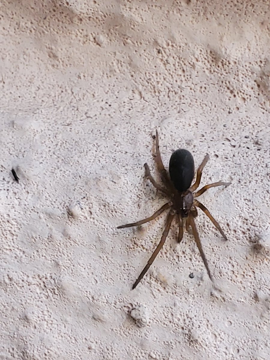Crox44907158's tweet photo. @Arachno_Cosas Hola, podrías ayudarme a identificar esta araña por favor ? Jocotepec,  Jalisco https://t.co/U3BLscYuym