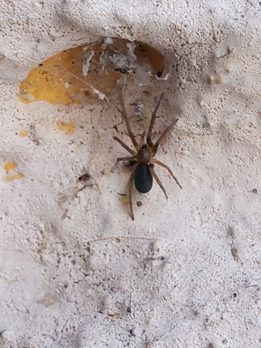 Crox44907158's tweet photo. @Arachno_Cosas Hola, podrías ayudarme a identificar esta araña por favor ? Jocotepec,  Jalisco https://t.co/U3BLscYuym