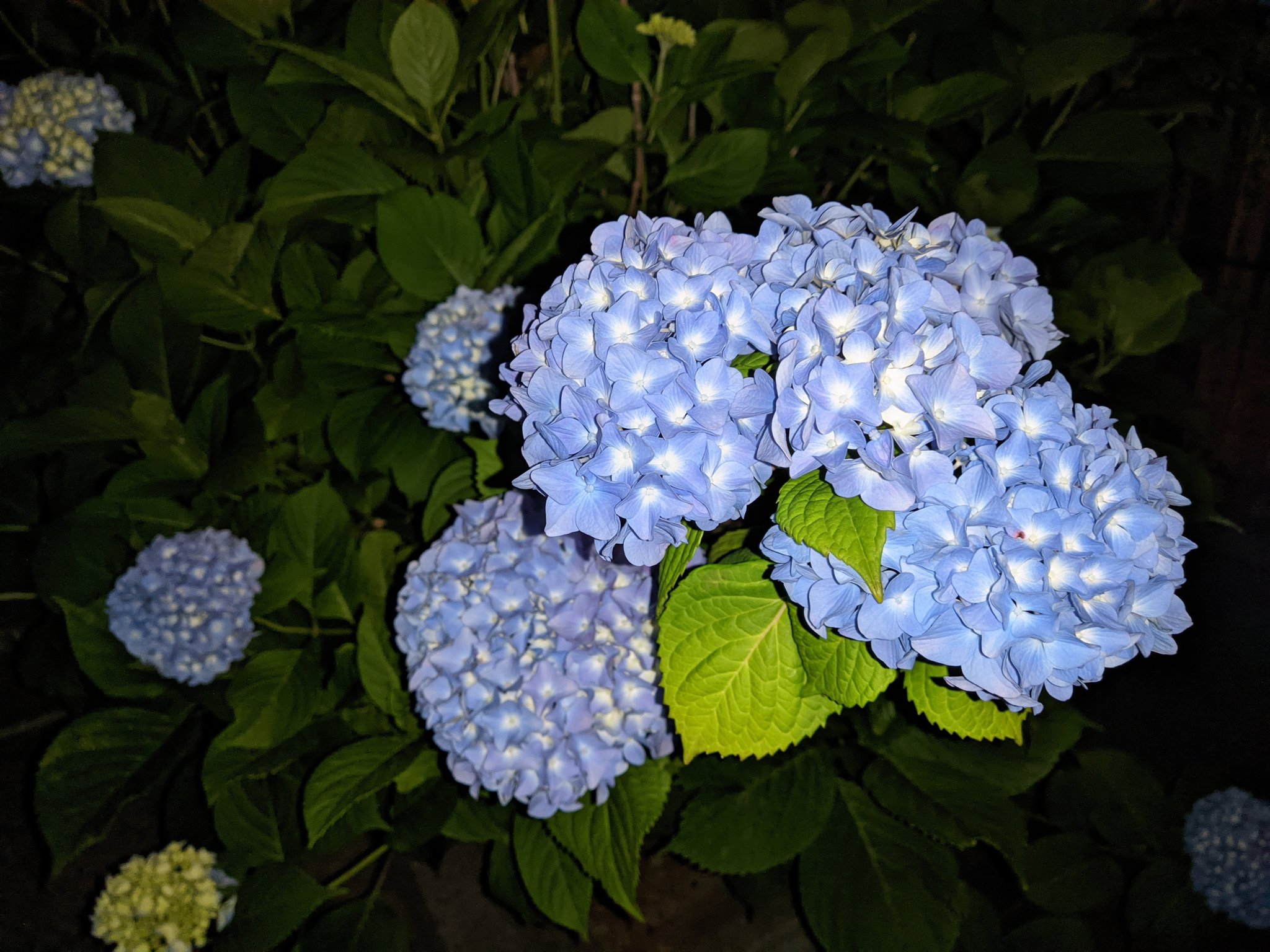霜月仲冬 夜の紫陽花 これまた一興 フラッシュを使った撮影も 色付きが進んだ紫陽花を際立たせる手段の一つかなと 会社帰りに立ち寄ってみた 暗いので転ばないように注意しつつ まちよみ紫陽花 大田区 池上 養源寺 呑川 紫陽花 あじさい 霜月仲冬 夜の紫陽花 これまた一興 フラッシュを使った撮影も 色付きが進んだ紫陽花を際立たせる手段の一つかなと 会社帰りに立ち寄ってみた 暗いので転ばないように注意しつつ まちよみ紫陽花 大田区 池上 養源寺 呑川 紫陽花 あじさい