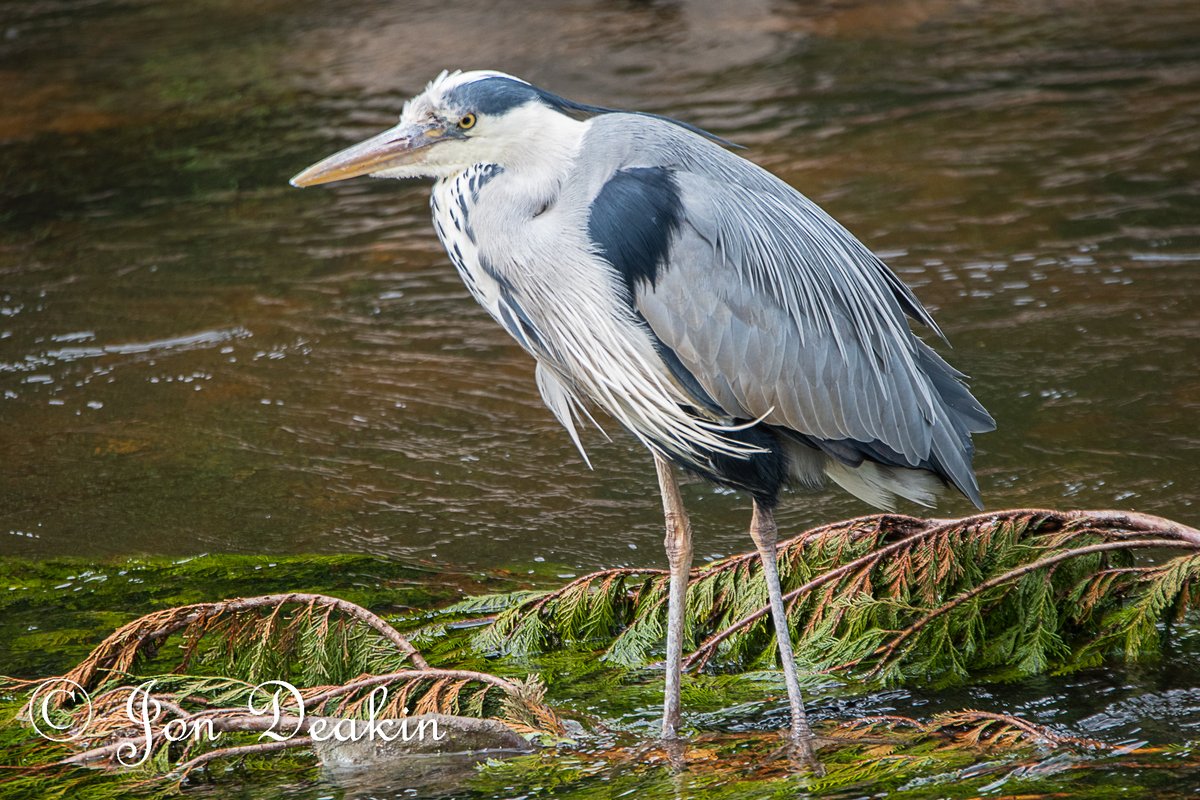 Grey heron from my walk today. River Mersey, Northenden.