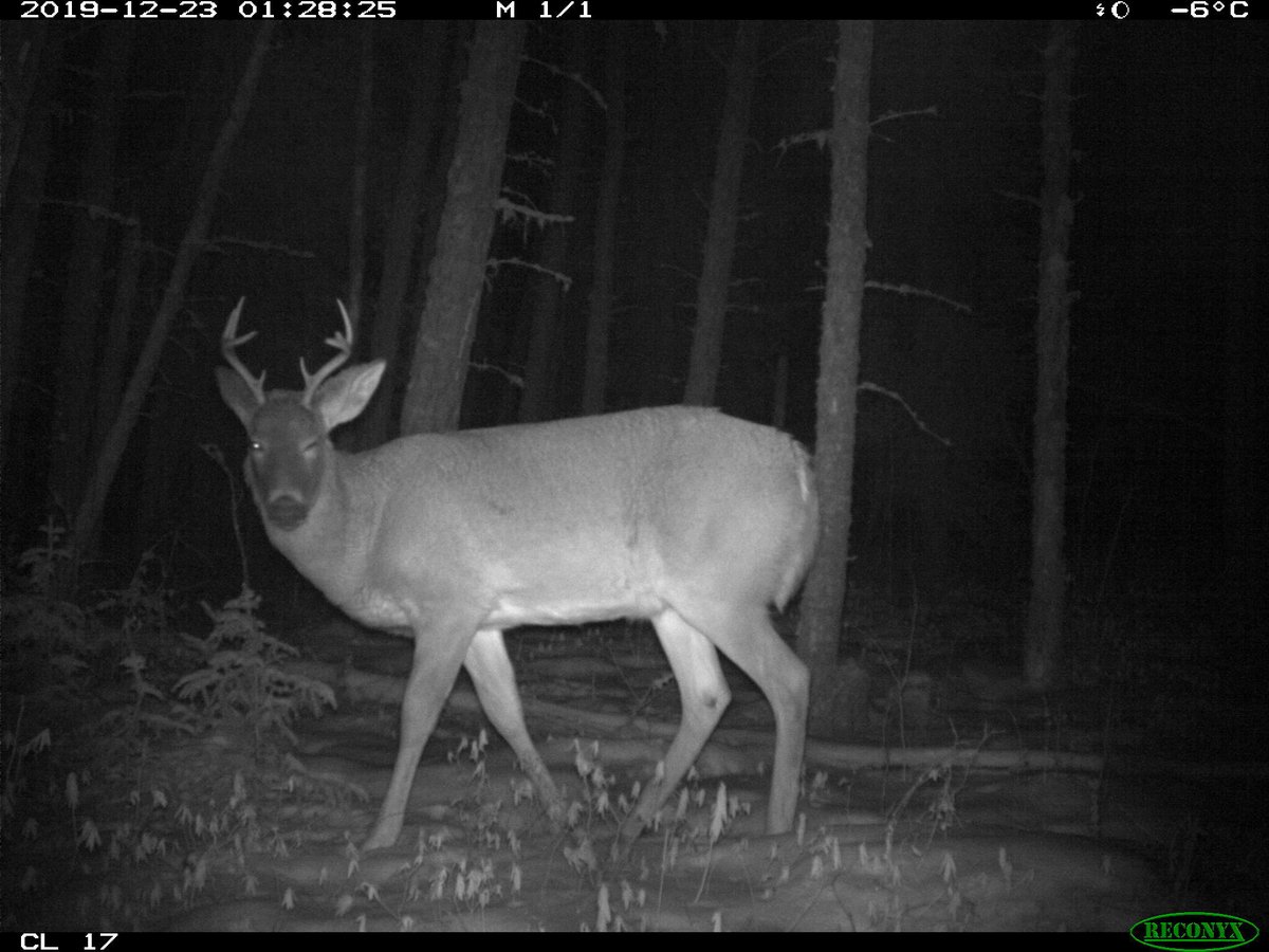 Here's a wink for your hump day 😉