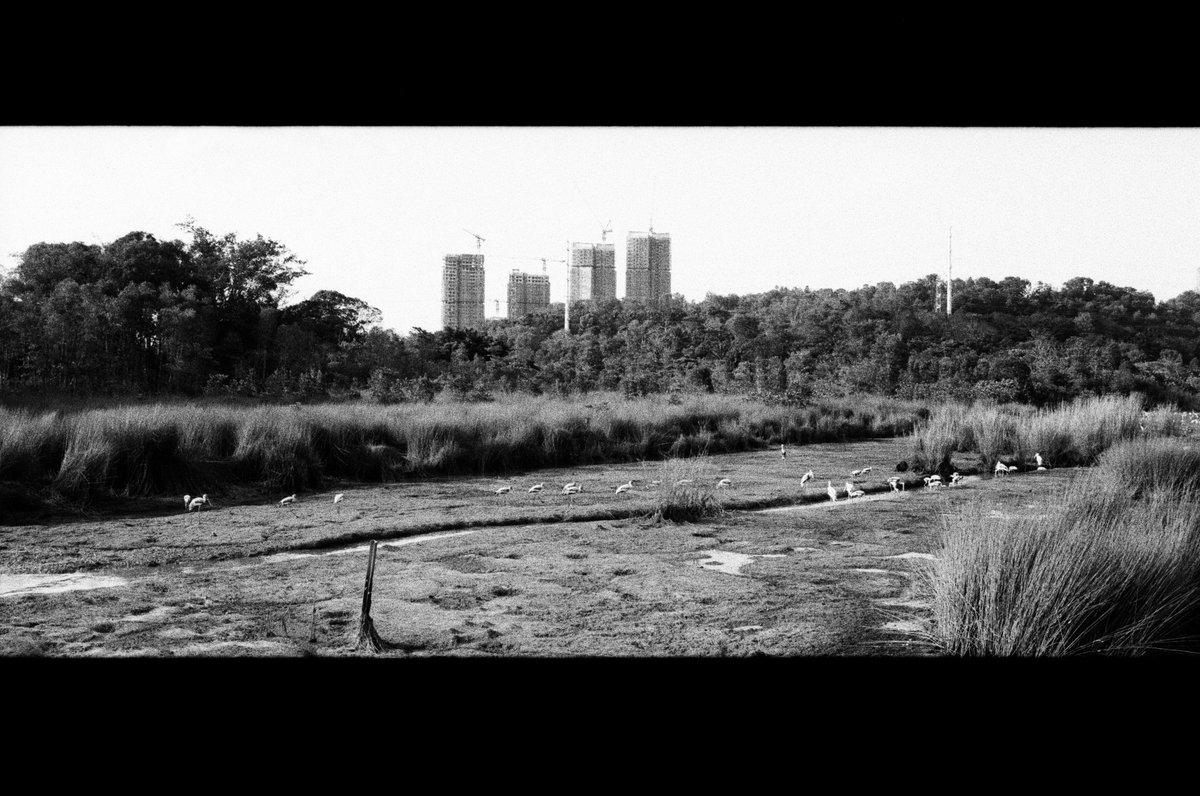 The continuity from The Wetland series 
#IlfordDelta400 #NikonF70