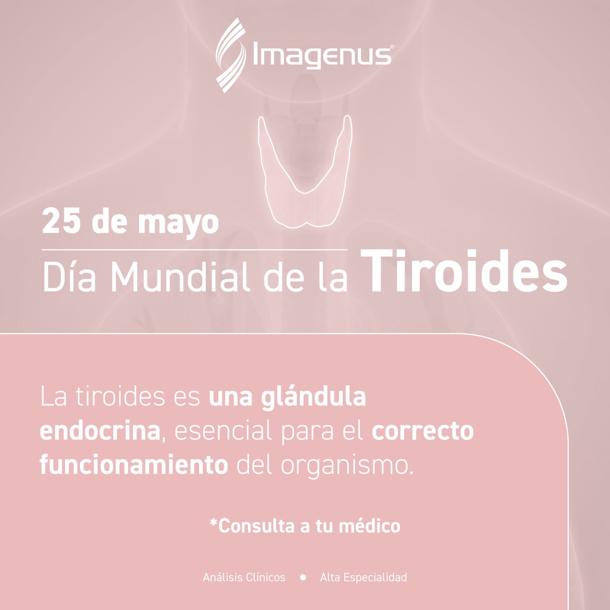 Imagenus's tweet photo. Hoy es un buen día para visitar a tu endocrinólogo y te oriente para conocer el estado de salud de tu tiroides. 
📌Las patologías más comunes de la tiroides son el hipotiroidismo, el hipertiroidismo, los nódulos y el cáncer de tiroides. #DíaMundialDeLaTiroides https://t.co/s5xlUmZk9q