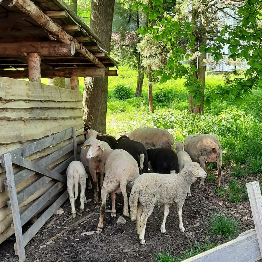 gutes_essen_'s tweet photo. Diese Fotos entstanden bei einer Exkursion zum Grottenhof, einer Fachschule für Land- und Forstwirtschaft. 🐄🌳🐑
 
#Landwirtschaft #Nachhaltigkeit #ourfoodourfuture #DEARprogramme https://t.co/LOvPyFHglc