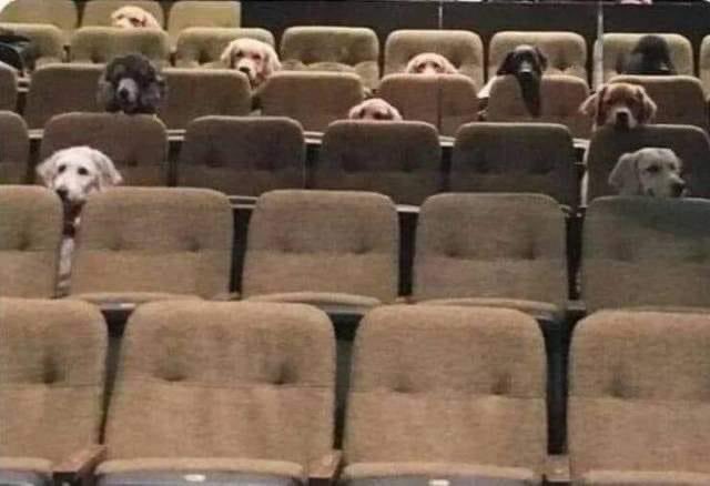 DiloConPerritos's tweet image. Festival de Cannes