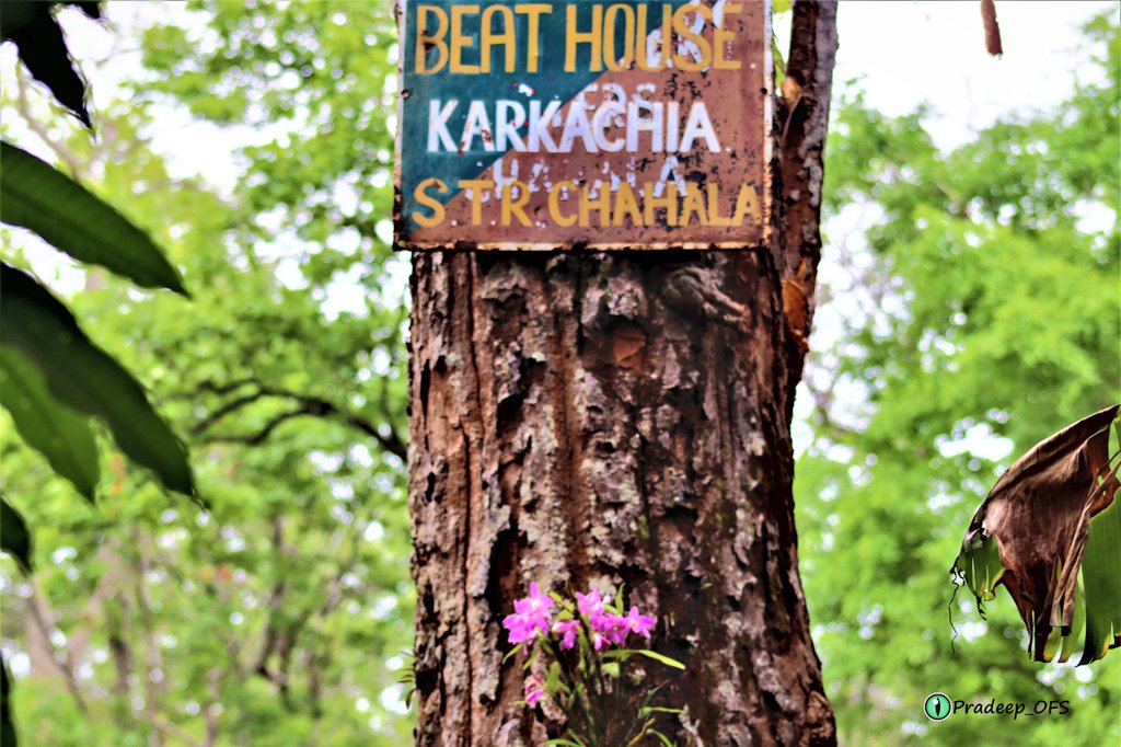 #direct from the wild #Dendrobium regium #Orchid #Orchid home #Similipal #May flowering #myphotography #Dense #Diverse #Divine #Similipal Tiger🐅 Reserve #Odisha @IfsSamrat @saikiranifs @ParveenKaswan @Yogajayanand @susantananda3 @Obb_odisha @OrissaWild @narendramodi @indianflora