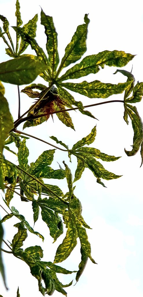 🍃🌿 How many #cassava #viruses are behind these wonderful #symptoms 🌿🍃

#Mixed #infection under #African skies #CBSD and #CMD

#Cassava #brown #streak #viruses &amp; #cassava #mosaic #viruses