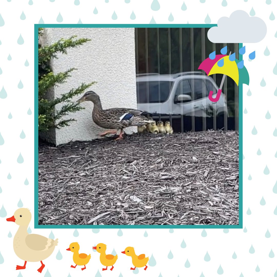 It looks like someone at TopLine is enjoying this rainy weather! ☔🦆 Check out this family of ducks that has been nesting at TopLine's Maple Grove location.