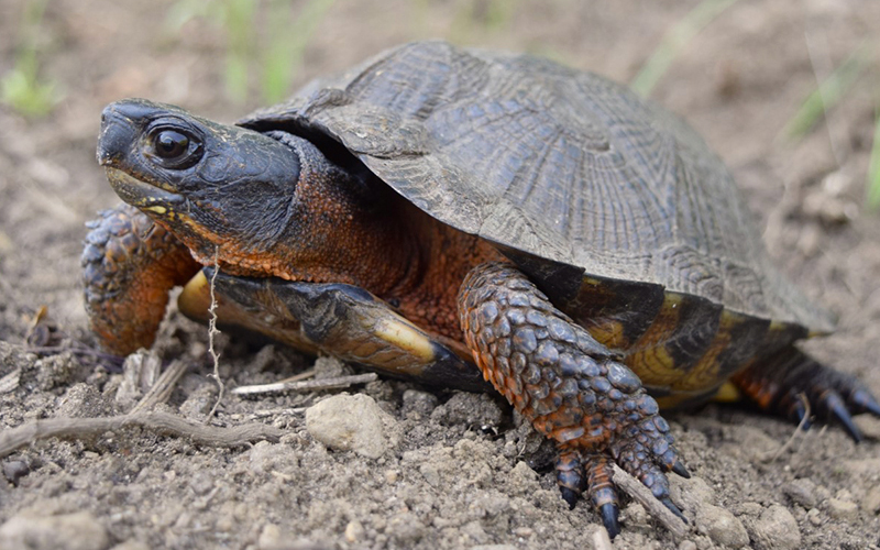 CTFishWildlife's tweet photo. #EveryTurtleCounts! #DYK wood turtles live upwards of 40-60 years? Despite being long-lived, turtles typically take at least 10 years before they are old enough to reproduce. Please #KeepTurtlesWild. The removal of even one individual can put an entire population at risk! https://t.co/BsCzIHT07g