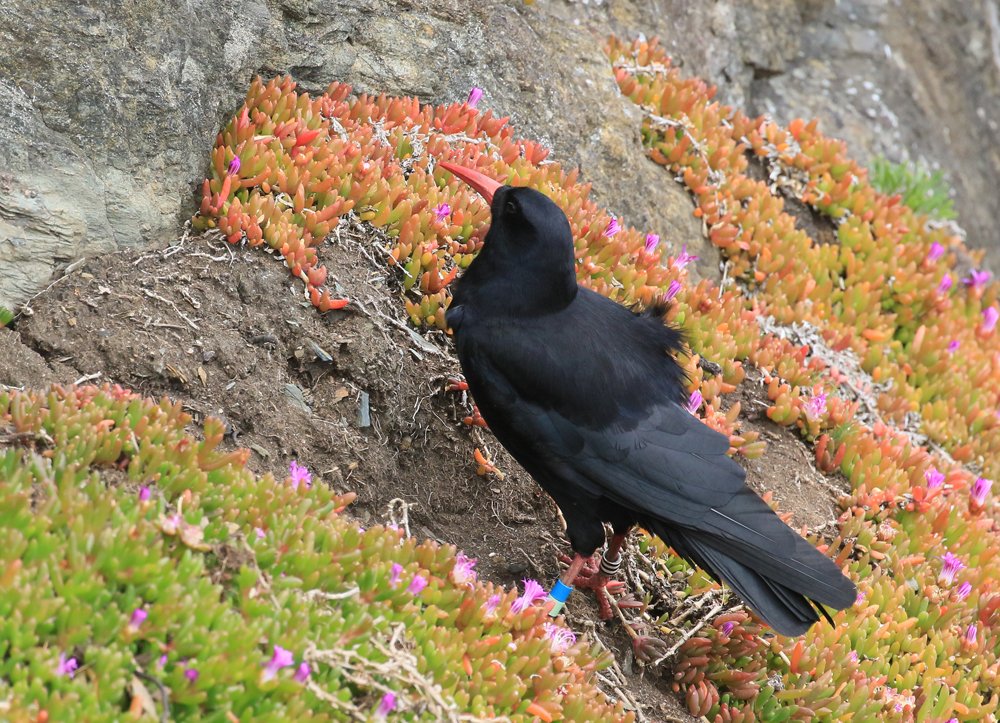 martin_batt's tweet photo. Enjoying some wild weather on The Lizard with @naturetrektours Cornwall: Beavers, Choughs and Cetaceans. Day one and we've had a big tick with the choughs! Looking forward to beavers tomorrow. https://t.co/XGQPByjTFk