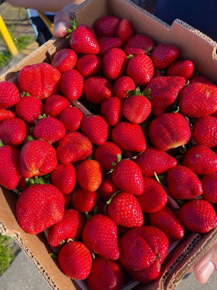 Fresh plump strawberries