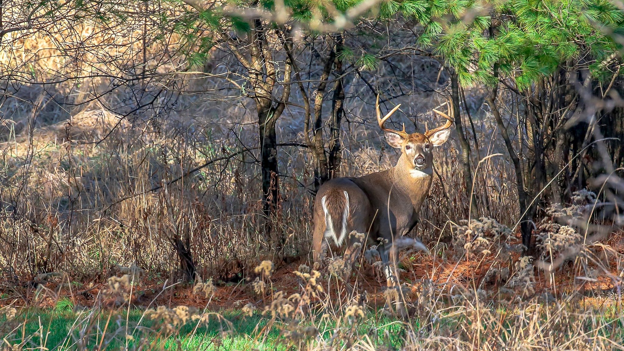 NYSDEC on Twitter "202122 Deer harvest estimates announced! Hunters