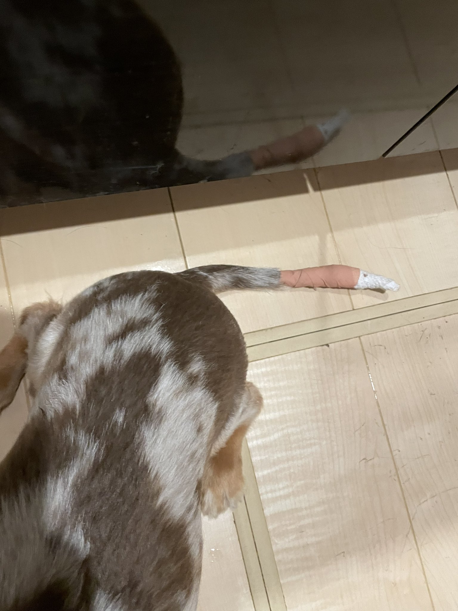 鹿島 ๑ ᗜ ๑ ୨୧ 犬くんがしっぽを噛むくせが治らなくてずっと付いて見張ってるんだけど看病もこれだけ長く続くと疲れるね 犬くんしっぽを切るのも視野に入れて闘病中です 写真はちょっとだけカラー外して休憩中の犬くん T Co